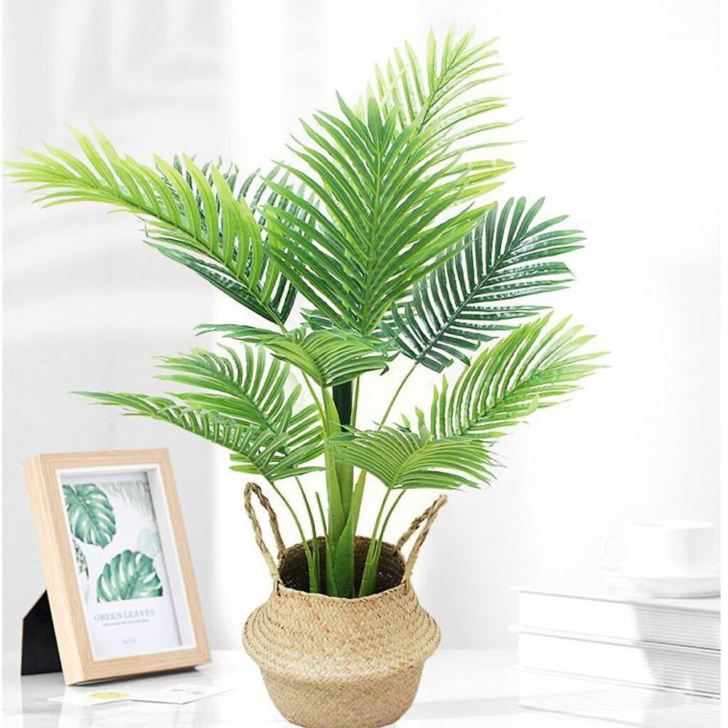 Cây Dừa Cảnh