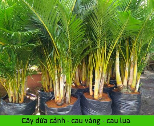 Cây Dừa Cảnh - Image 2