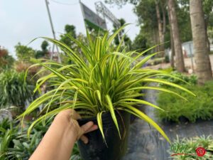 Cây Dứa Vạn Phát