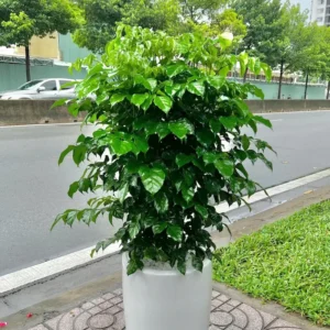 Cây Hạnh Phúc