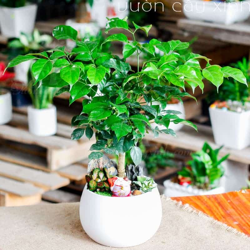 Cây Hạnh Phúc - Image 3
