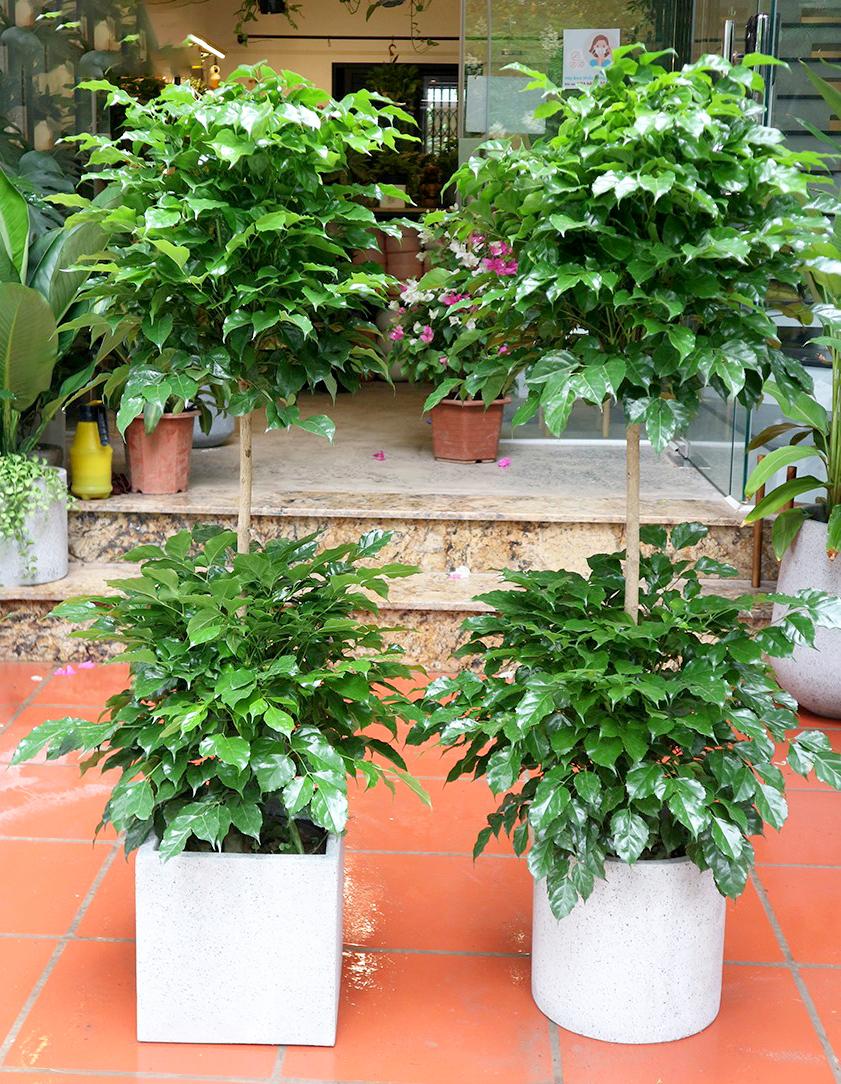 Cây Hạnh Phúc - Image 4