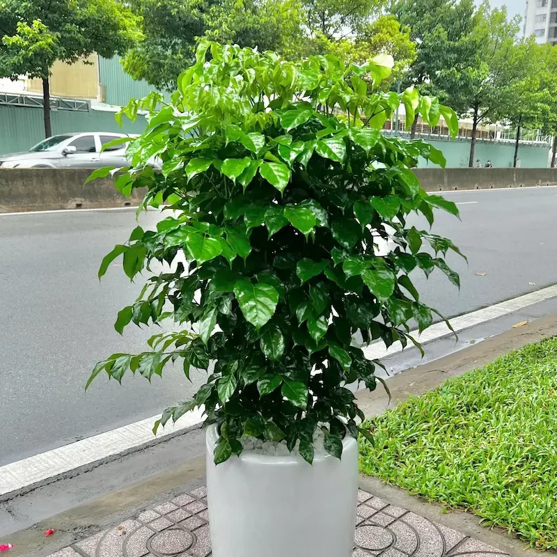 Cây Hạnh Phúc
