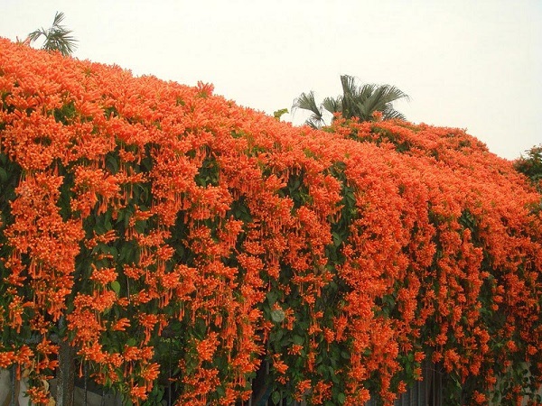 Cây Hoa Chùm Ớt - Image 2