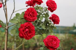 Cây Hồng Cổ Hải Phòng