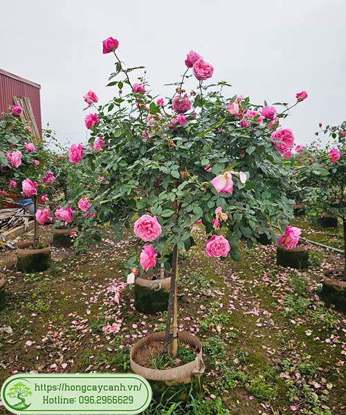 Cây Hồng Cổ Sa Pa - Image 3
