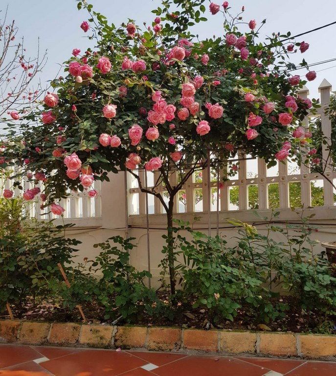 Cây Hồng Cổ Sa Pa