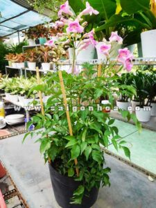 Cây Hồng Thiên Hương