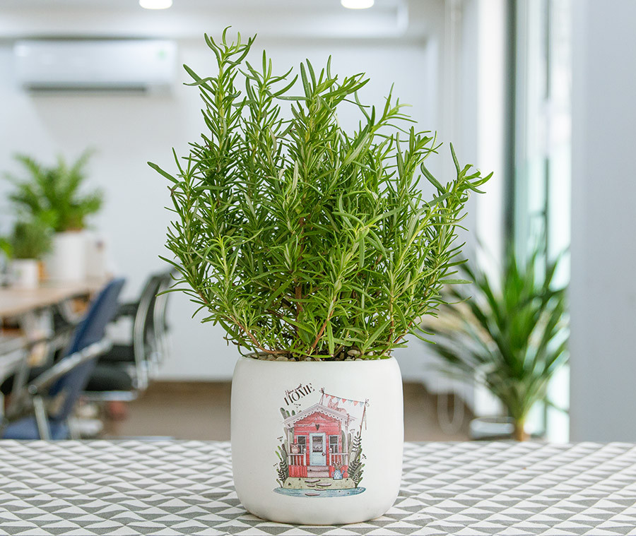 Cây Hương Thảo - Image 3