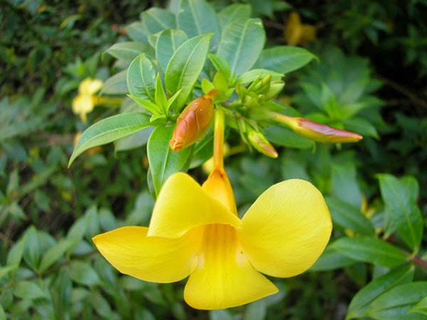 Cây Huỳnh Đệ - Image 3