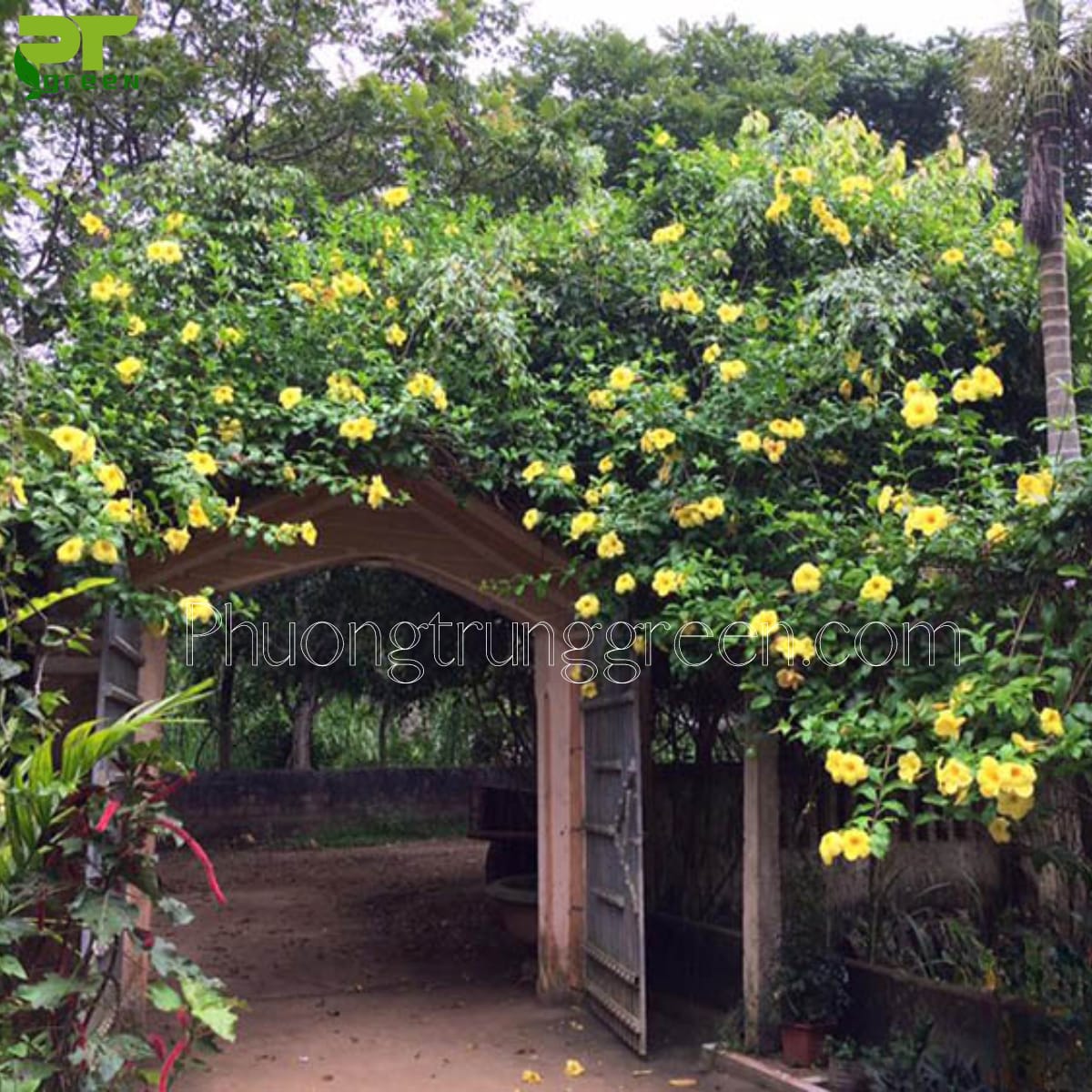 Cây Huỳnh Đệ - Image 4