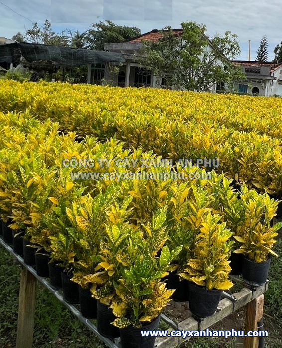 Cây Lá Đốm - Image 4