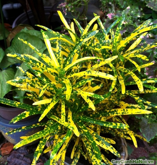 Cây Lá Đốm - Image 1