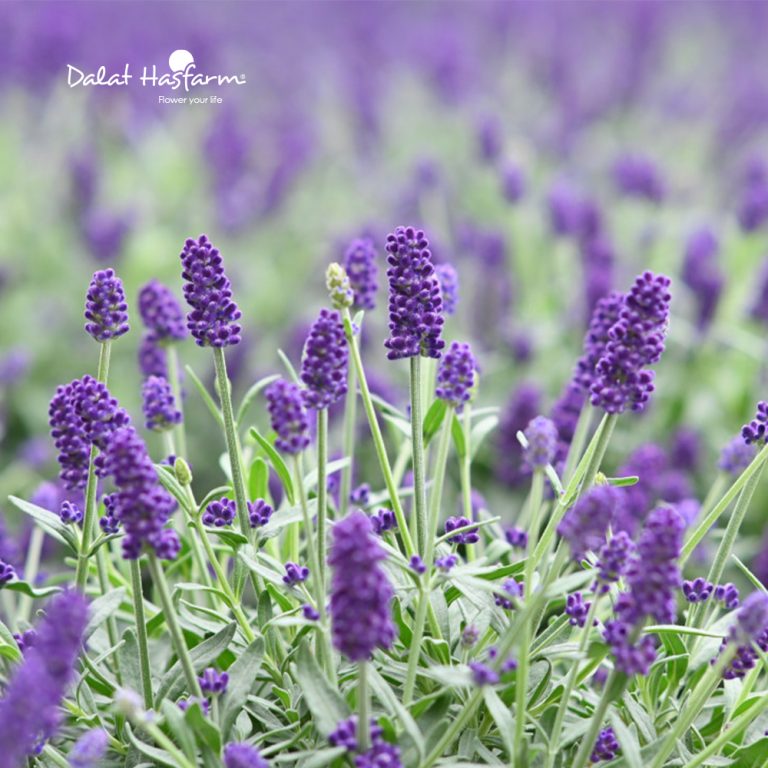 Cây Lavender - Image 2