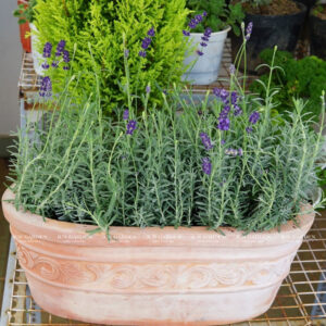 Cây Lavender