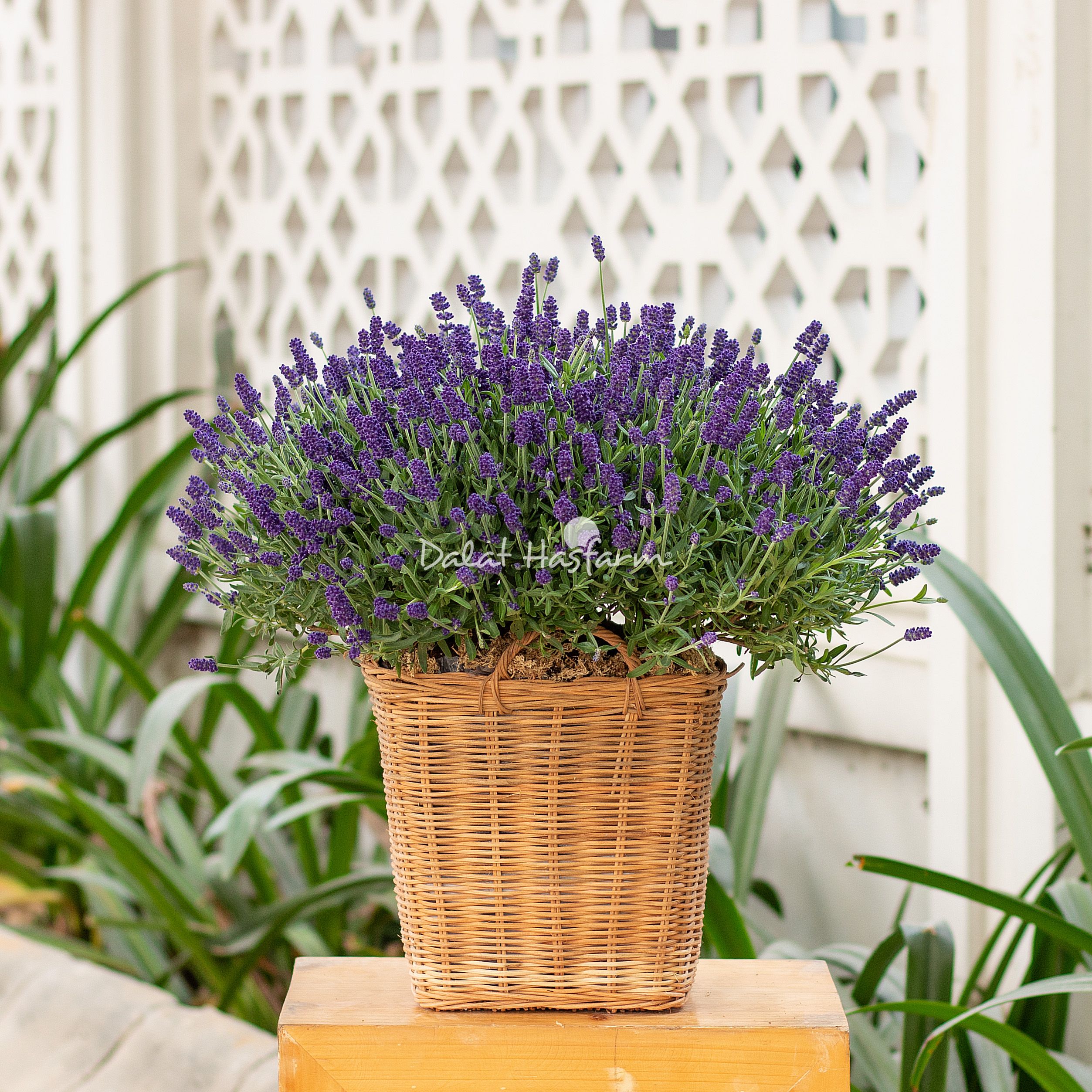 Cây Lavender - Image 5