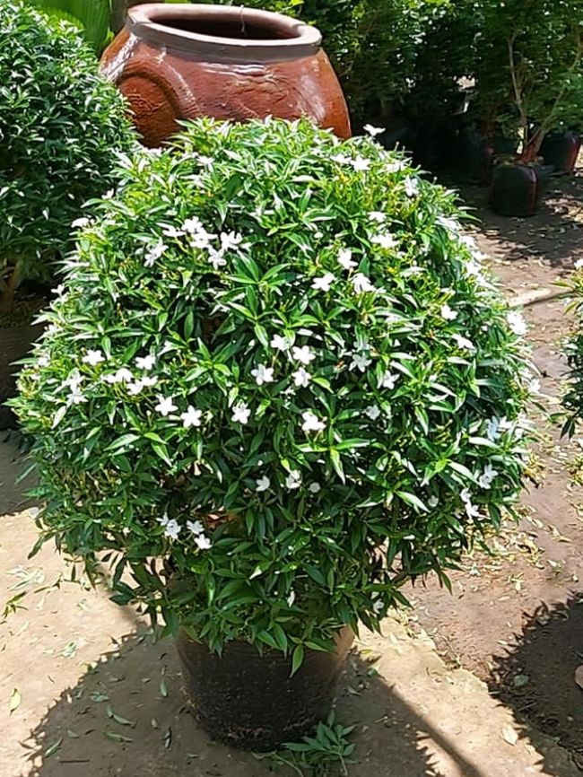 Cây Mai Tiểu Thư - Image 3
