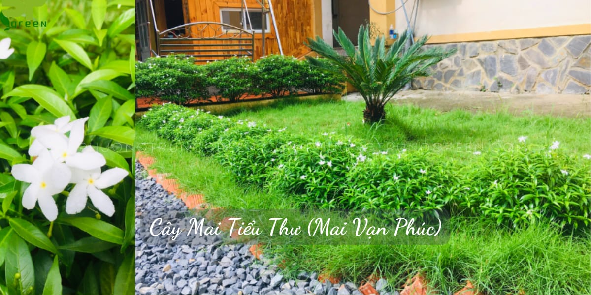 Cây Mai Tiểu Thư - Image 5