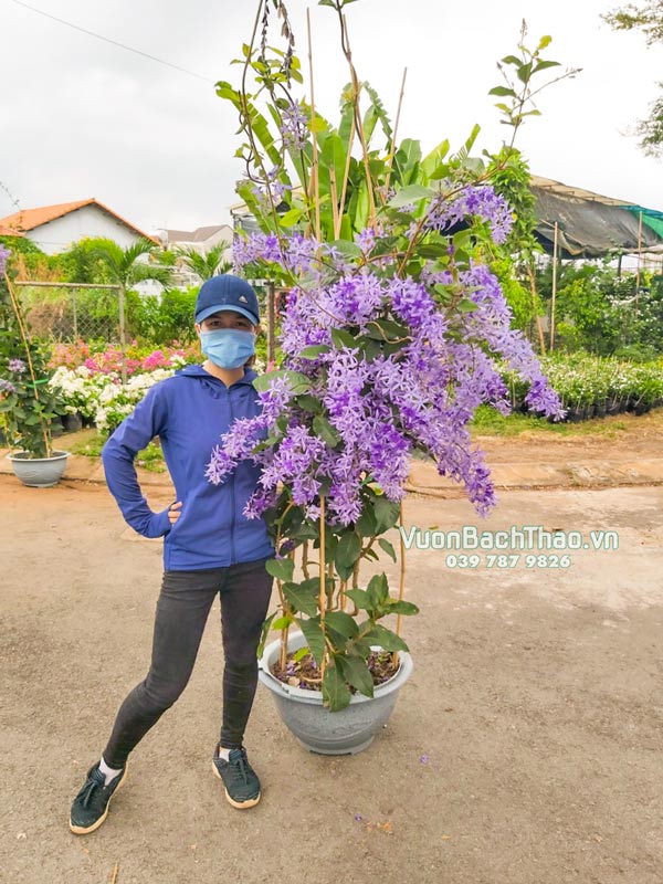 Cây Mai Xanh Thái - Image 5