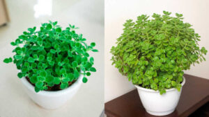 Cây Nhất Mạt Hương
