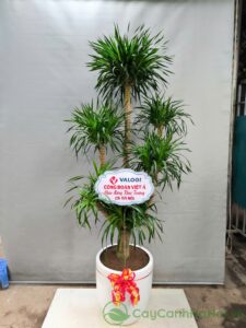 Cây Phát Tài Núi