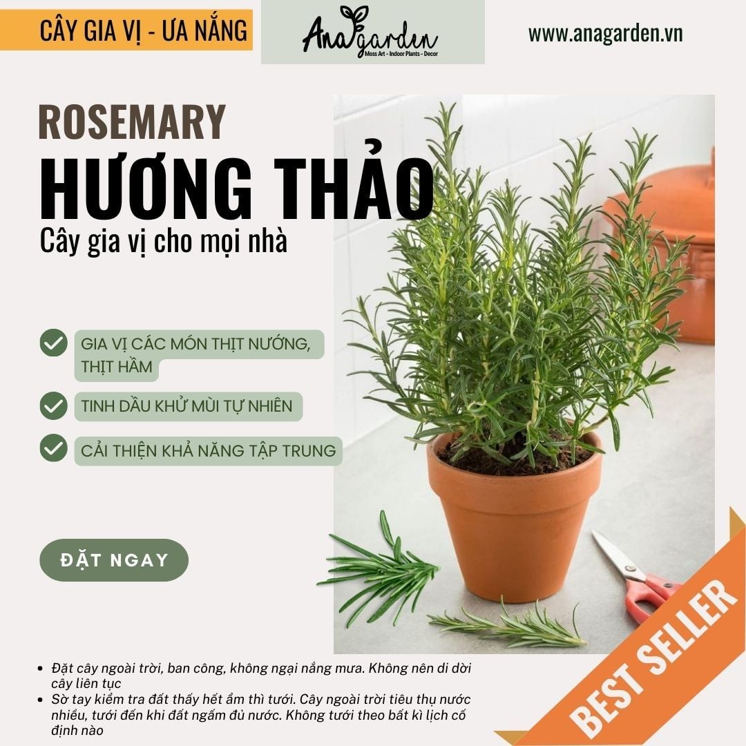 Cây Rosemary - Image 2