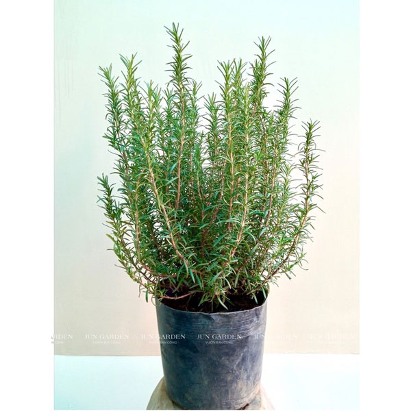 Cây Rosemary