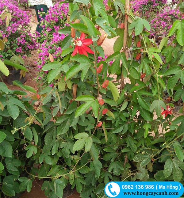 Cây Sao Biển - Image 4