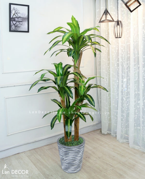 Cây Thiết Mộc Lan - Image 3