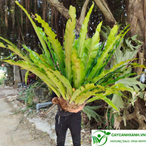 Cây Tổ Chim