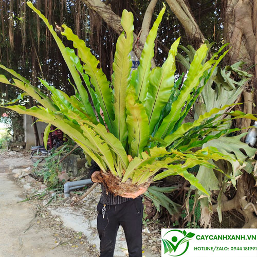 Cây Tổ Chim