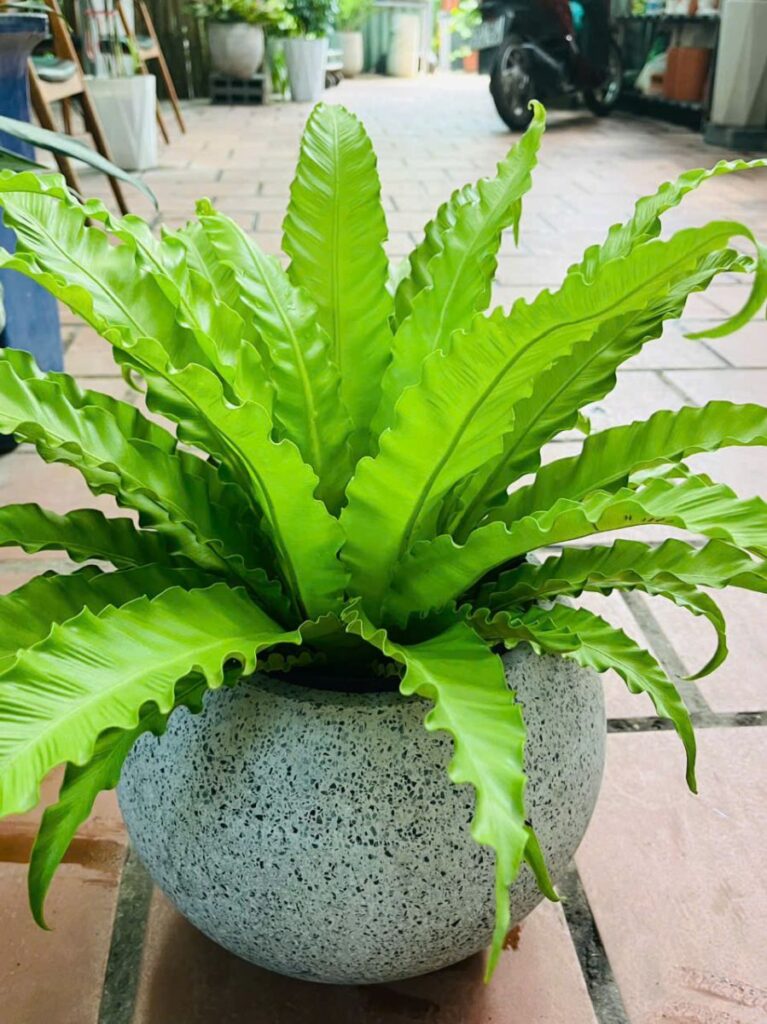 Cây Tổ Yến