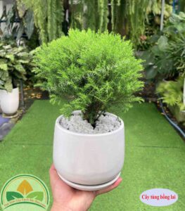 Cây Tùng Bồng Lai