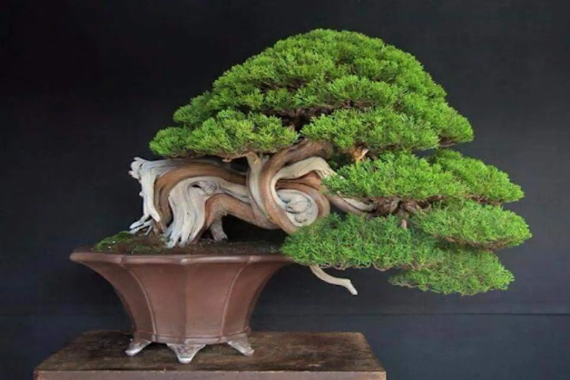 Cây Tùng Bồng Lai - Image 3