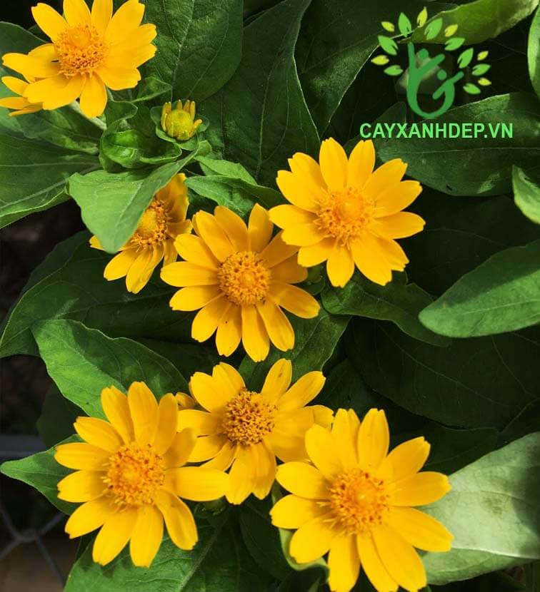 cây Cúc Mặt Trời - Image 3