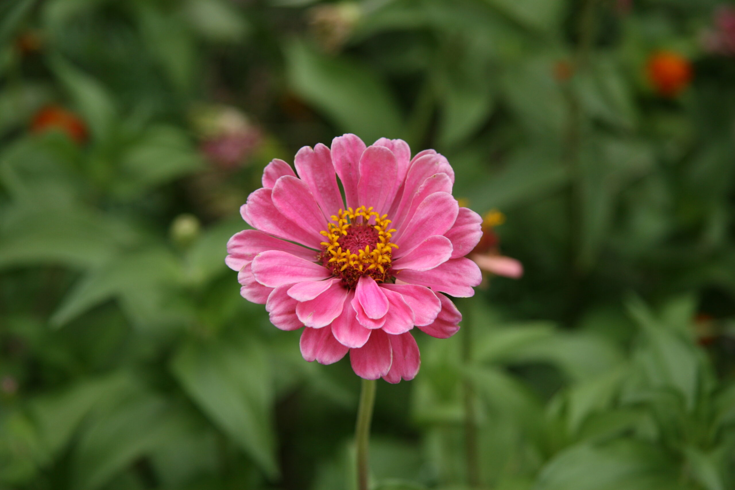 cây Cúc Zinnia - Image 1