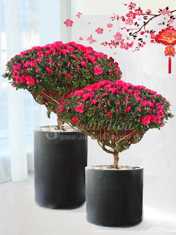 cây Hoa Đỗ Quyên - Image 3