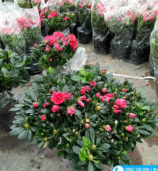 cây Hoa Đỗ Quyên - Image 5