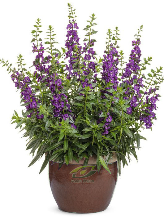 cây Hoa Violet - Image 2