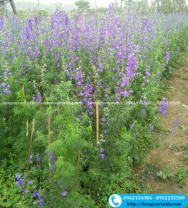 cây Hoa Violet