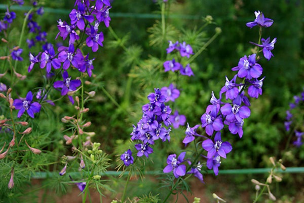 cây Hoa Violet - Image 3