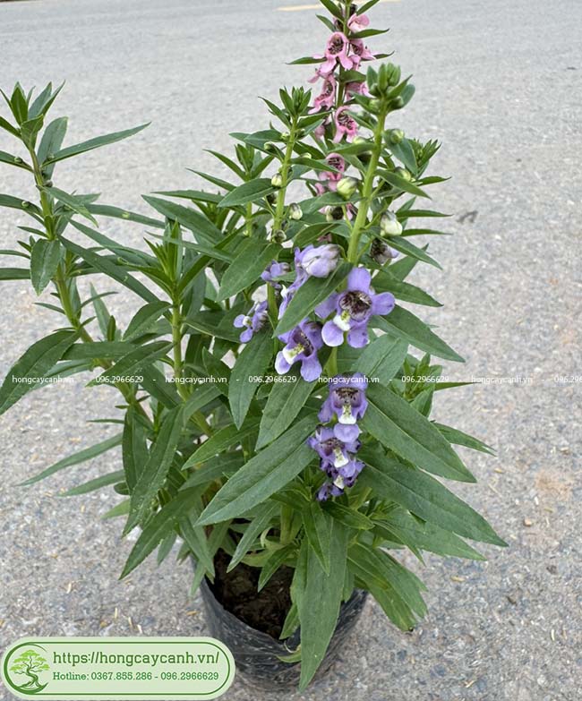 cây Hoa Violet - Image 4