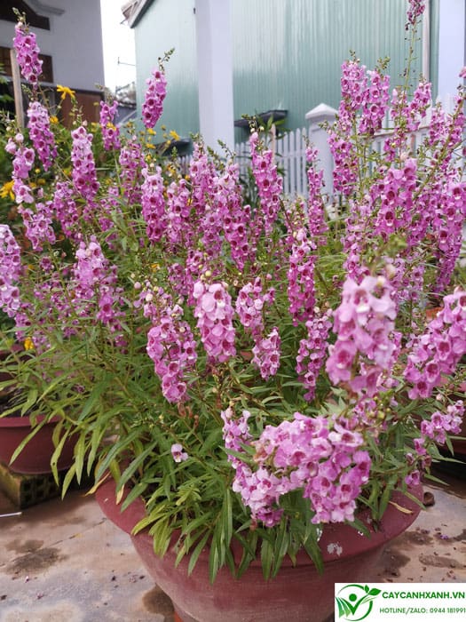 cây Hoa Violet - Image 5