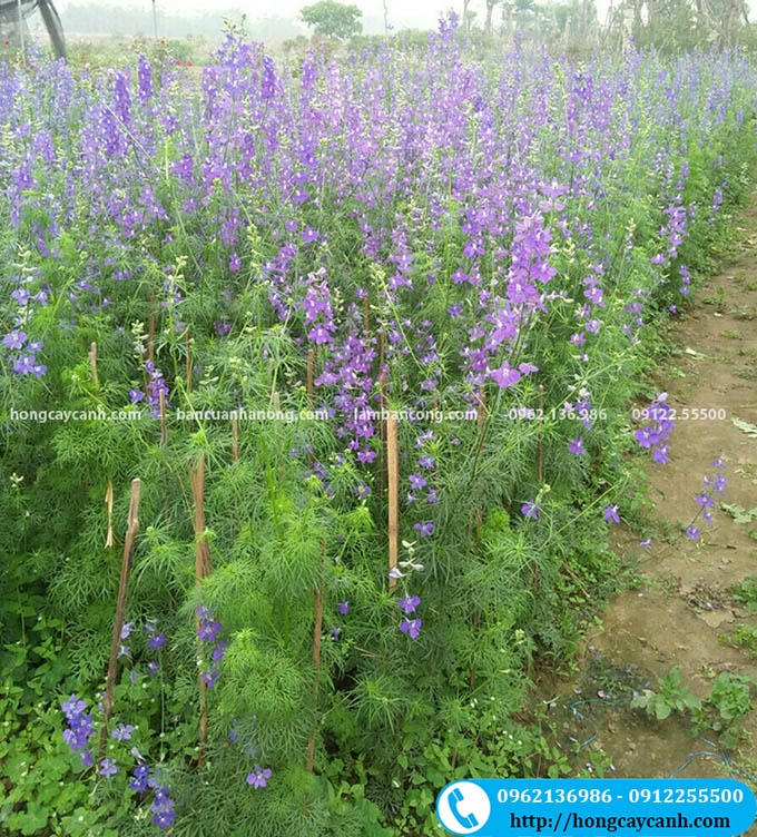 cây Hoa Violet
