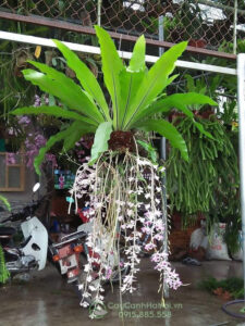 cây Lan Tổ Yến