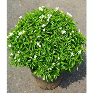 cây Mai Vạn Phúc