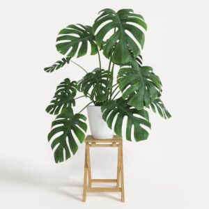 cây Monstera