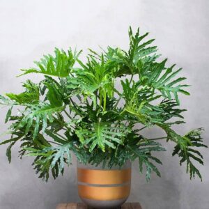 cây Trầu Bà Lá Xẻ
