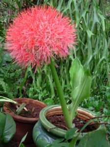 cây Tú Cầu