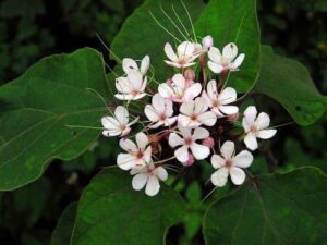 cây bạch đồng nữ